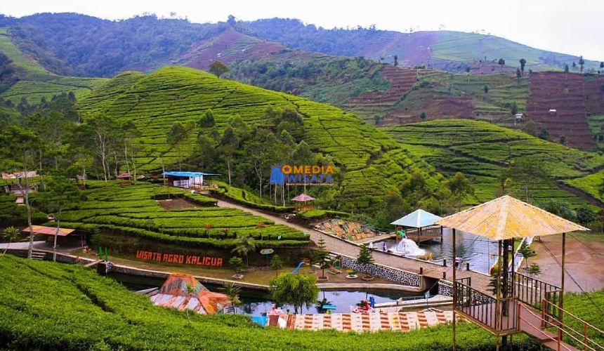 Agrowisata Kaligua 