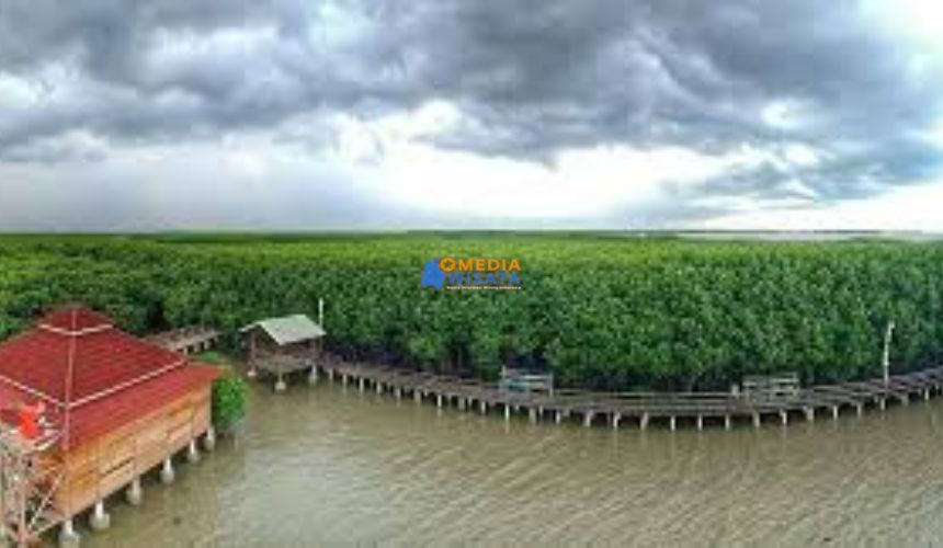 Hutan Mangrove Pandansari 