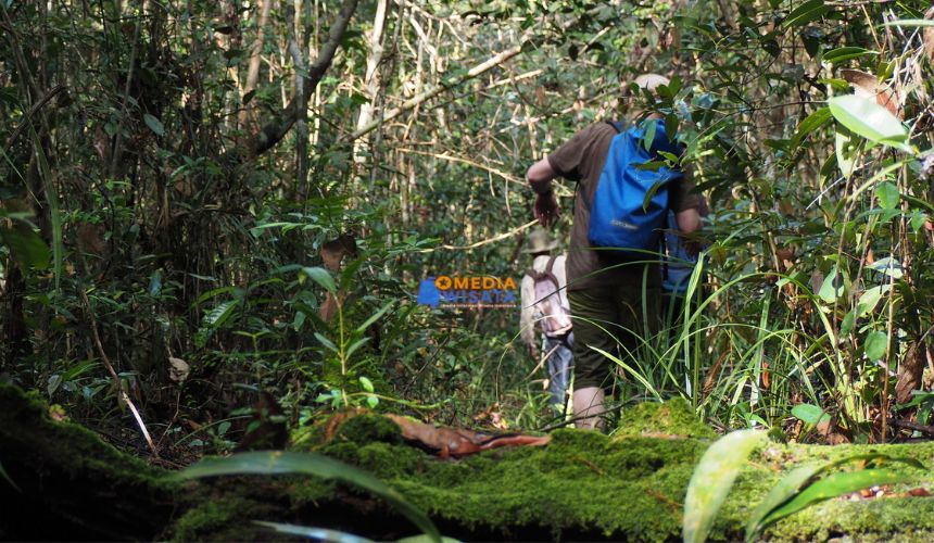 Jalur Trekking Hutan Sebangau