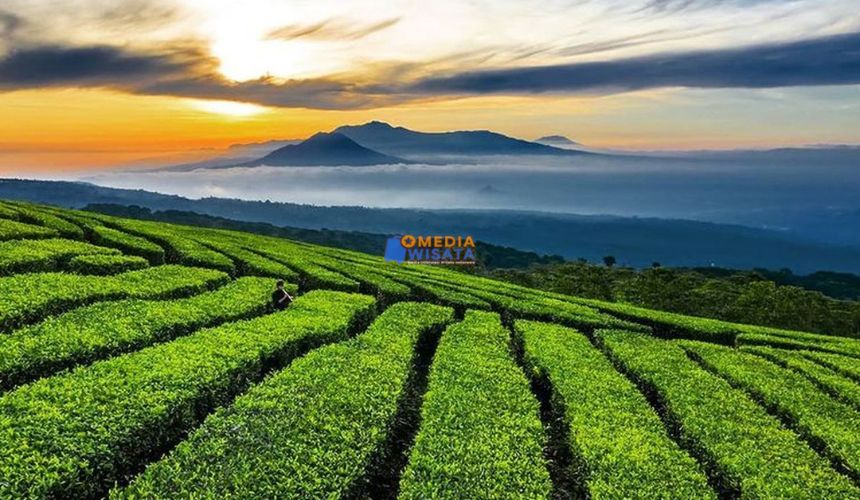 Kebun Teh Kertowono – Wisata Alam Sejuk