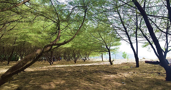 Pantai Cemara Sewu, Bantul