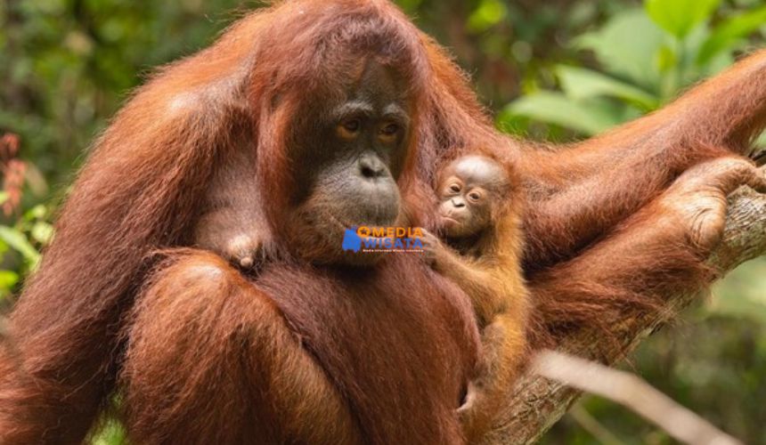 Pos Pengamatan Orangutan