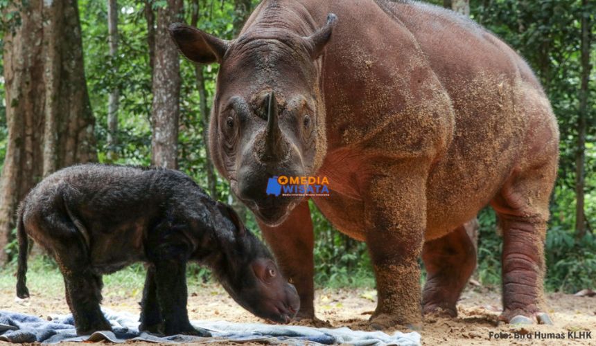 Suaka Rhino Sumatera