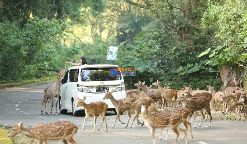Taman Safari Bogor – Bertemu Satwa di Habitat Alaminya