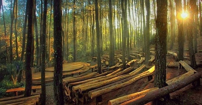 Tempat Wisata Terbaru di Bantul-Hutan Pinus Mangunan