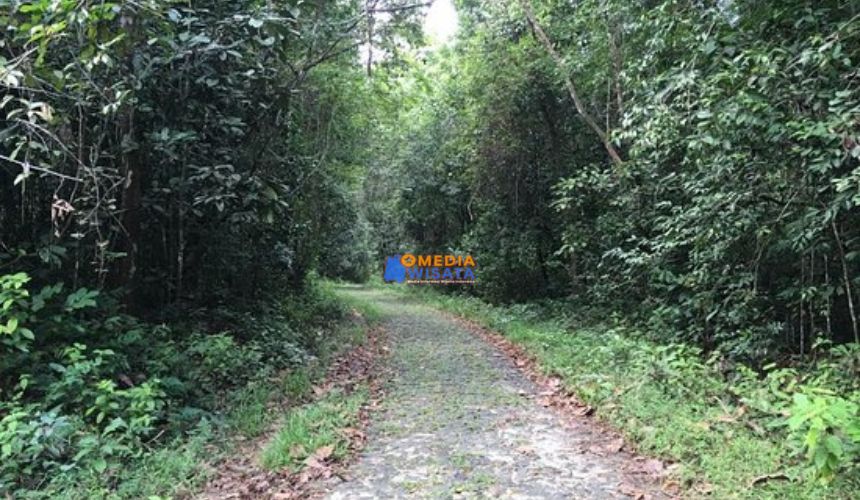 Trekking Jungle Track Way Kambas