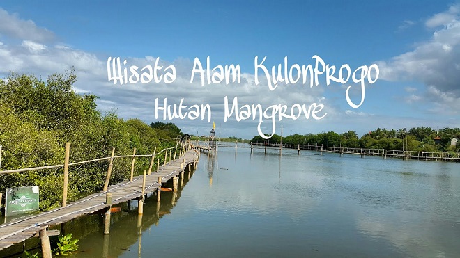 Wisata Jogja Terbaru Hutan Mangrove, Kulon Progo