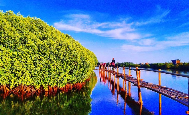 Wisata terbaik Kulon Progo-Hutan Mangrove Congot