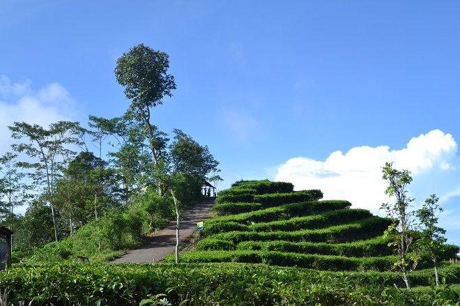 Wisata terbaik Kulon Progo-Kebun Teh Nglinggo